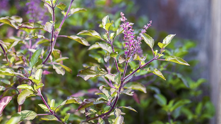 Basilic sacré tulsi